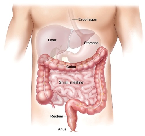 Anatomy Of Lower Digestive System