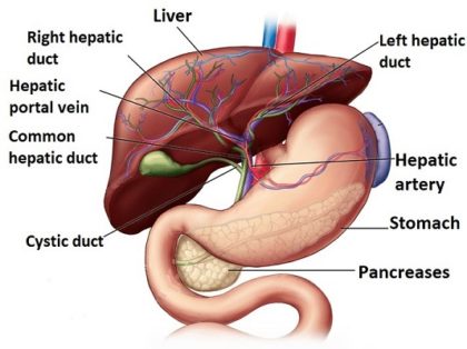 Anatomy of Liver